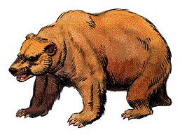 Бурый медведь (Brown Bear) Бурый медведь (Brown Bear)