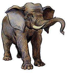 Слон (Elephant) Слон (Elephant)